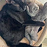 black_cat, cat, sleeping, pet_bed, plush_toy, stuffed_animal, cozy, indoor, feline, resting, animal, soft_texture, cute, relaxing, domestic_cat, fur, claws, whiskers, tail, companion