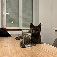 Raya participe au concours pour gagner de l'argent avec cette photo : cat, gray_cat, glass_of_water, wooden_table, indoor, window, paw, relaxed, feline, pet, animal, minimalist, domestic, hydration, table_surface, casual, resting, quiet, home, cozy