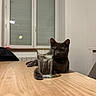 cat, gray_cat, glass_of_water, wooden_table, indoor, window, paw, relaxed, feline, pet, animal, minimalist, domestic, hydration, table_surface, casual, resting, quiet, home, cozy