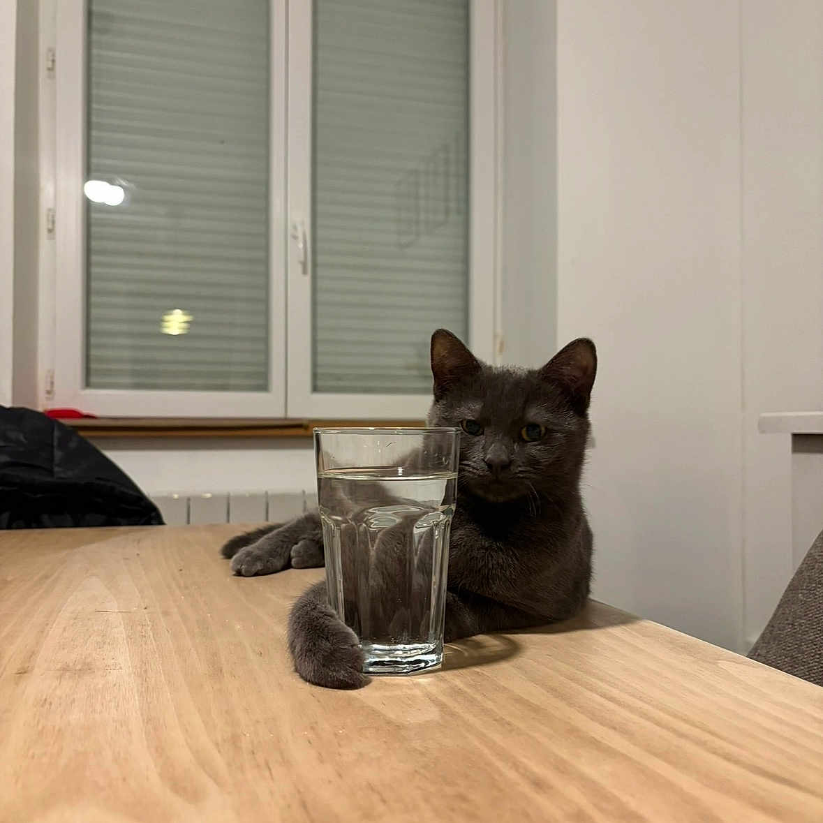 Raya participe au concours pour gagner de l'argent avec cette photo : cat, gray_cat, glass_of_water, wooden_table, indoor, window, paw, relaxed, feline, pet, animal, minimalist, domestic, hydration, table_surface, casual, resting, quiet, home, cozy