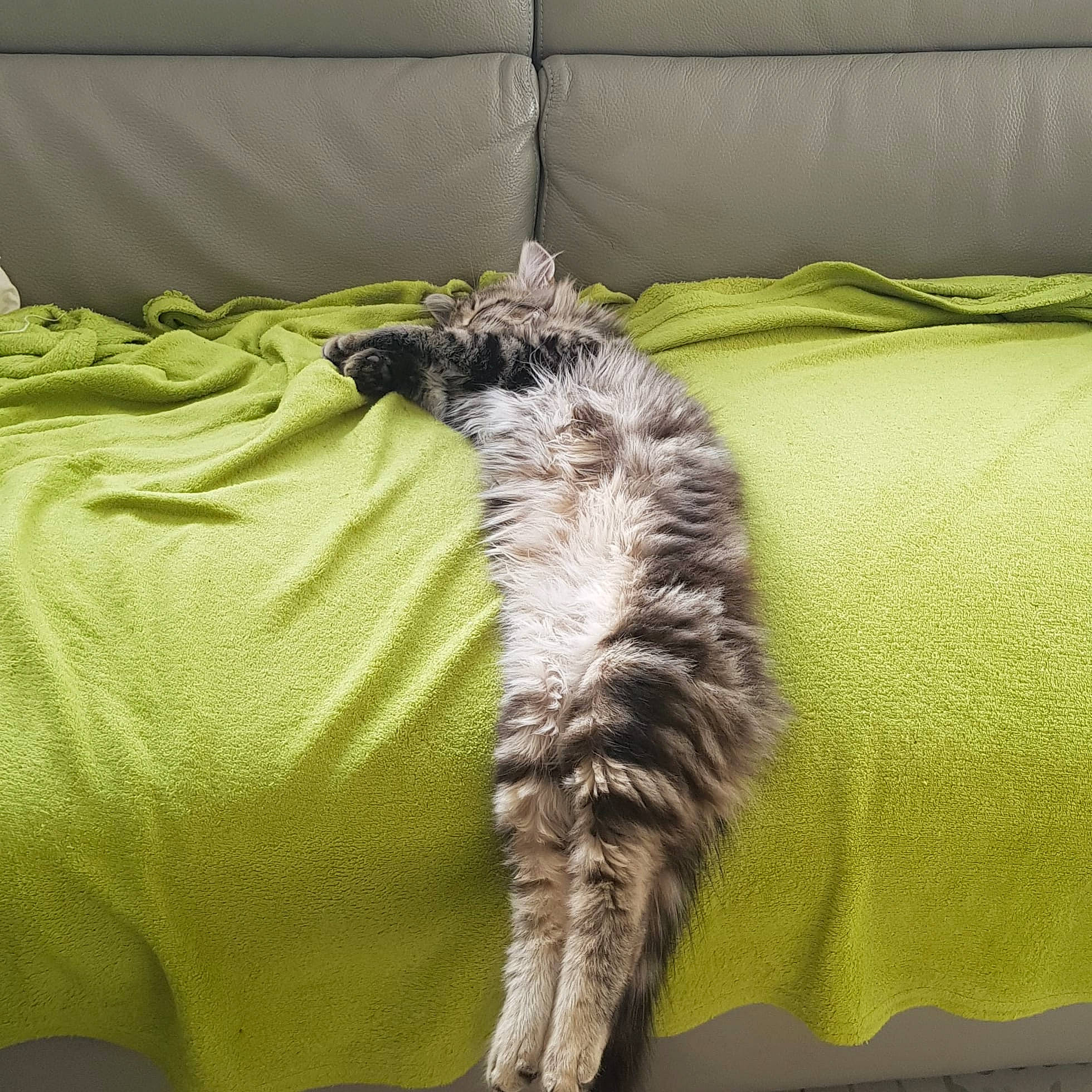 Tigrou participe au concours pour gagner de l'argent avec cette photo : bedding, carnivore, cat, comfort, couch, domestic_short_haired_cat, duvet, felidae, fur, grass, linens, nap, paw, room, small_to_medium_sized_cats, studio_couch, tail, terrestrial_animal, textile, whiskers