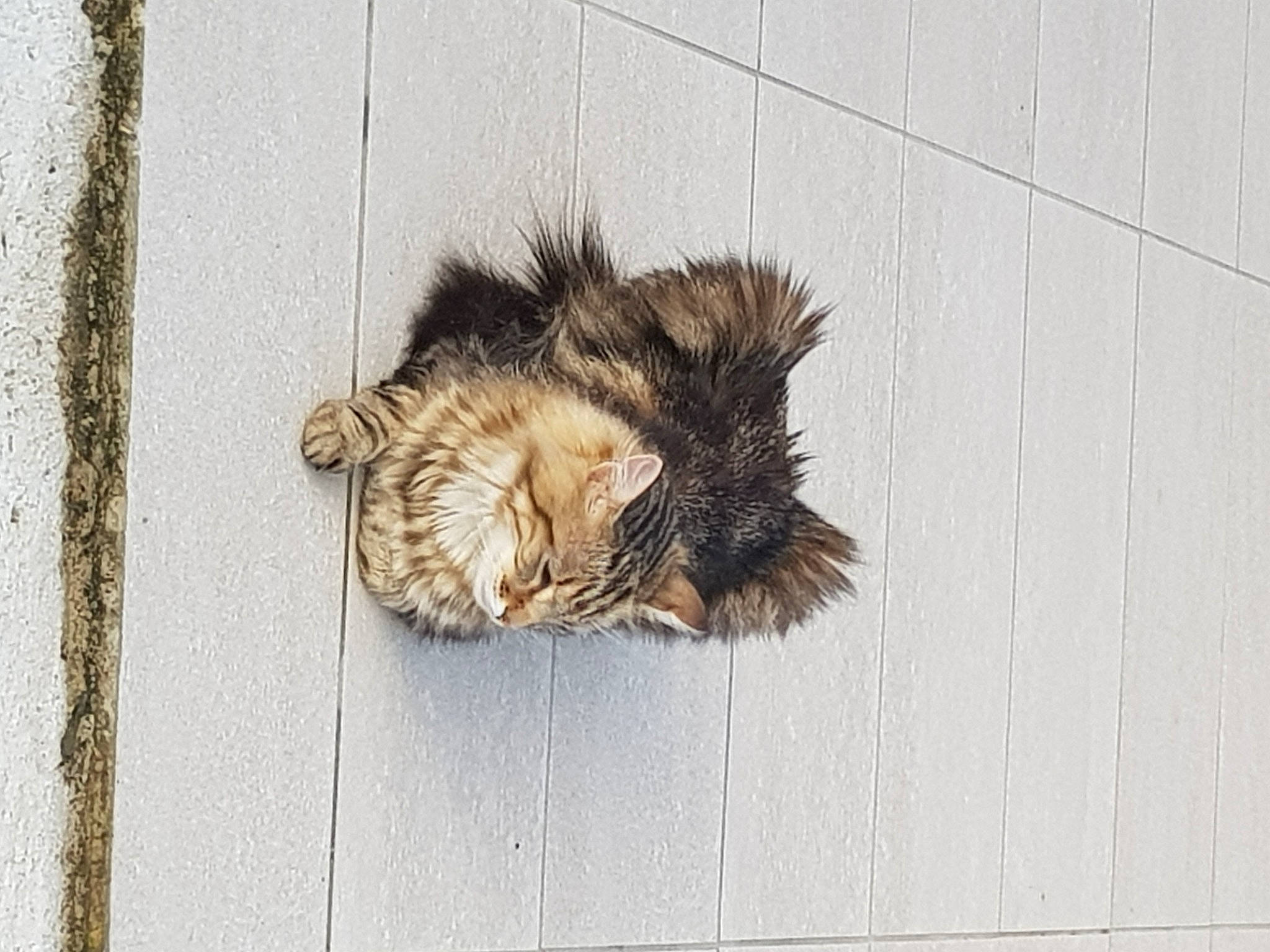 Tigrou participe au concours pour gagner de l'argent avec cette photo : canidae, carnivore, cat, claw, domestic_short_haired_cat, eye, fawn, felidae, flooring, fur, paw, road_surface, small_to_medium_sized_cats, snout, tail, terrestrial_animal, whiskers, wildlife, window, wood