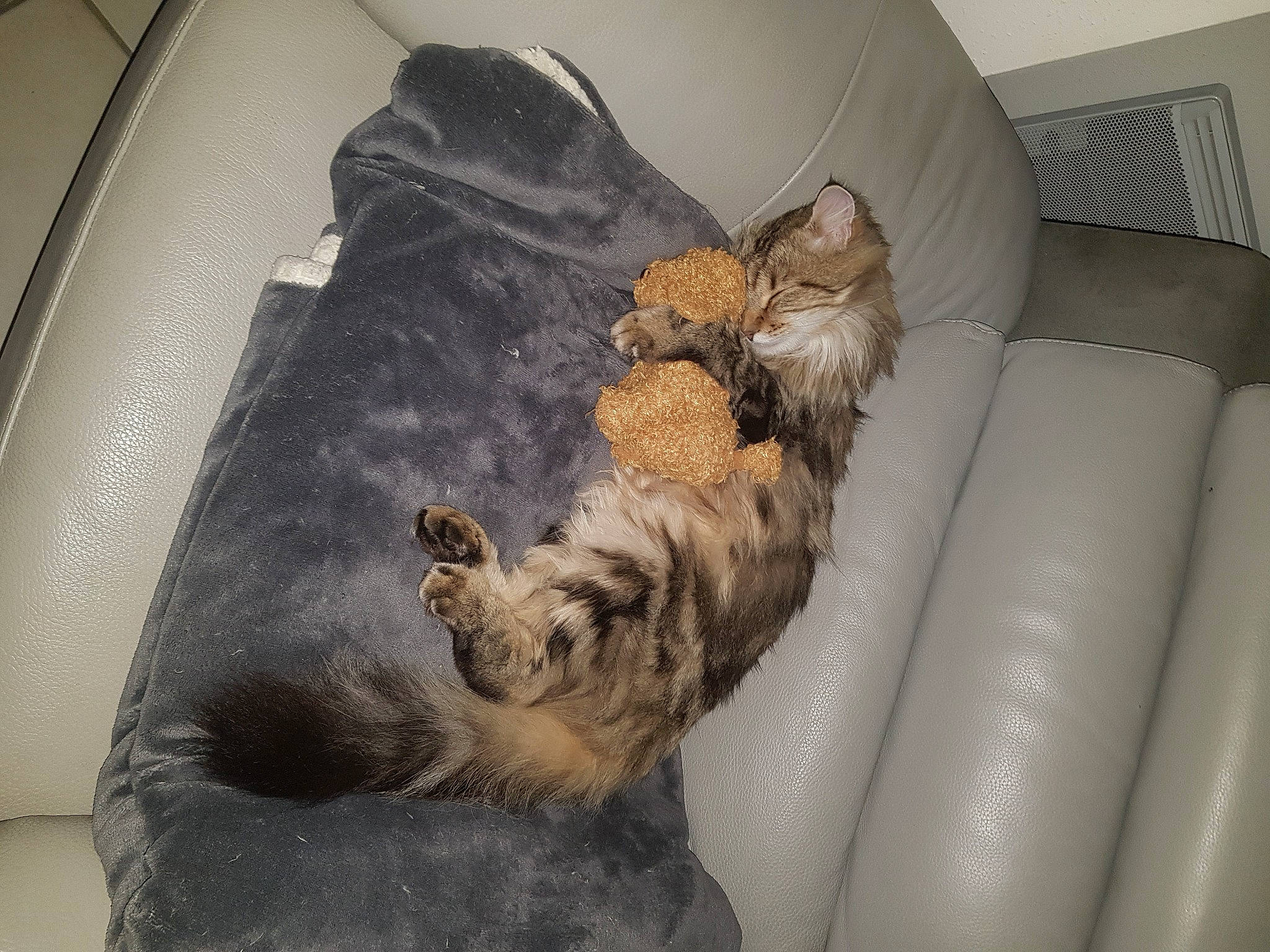 Tigrou participe au concours pour gagner de l'argent avec cette photo : bag, canidae, carnivore, cat, comfort, companion_dog, couch, dog_breed, domestic_short_haired_cat, felidae, fur, living_room, room, small_to_medium_sized_cats, sofa_bed, sporting_group, studio_couch, tail, watch, whiskers