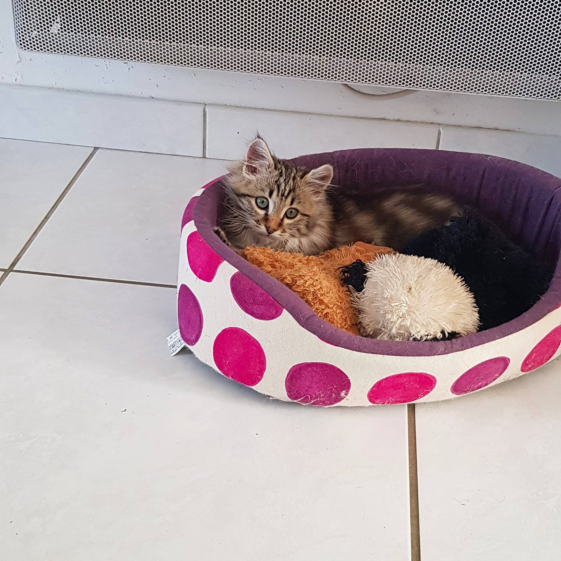 Tigrou participe au concours pour gagner de l'argent avec cette photo : carnivore, cat, cat_bed, cat_supply, comfort, dog_bed, domestic_short_haired_cat, felidae, flooring, fur, home_accessories, magenta, paw, pet_supply, purple, rectangle, room, small_to_medium_sized_cats, tail, whiskers