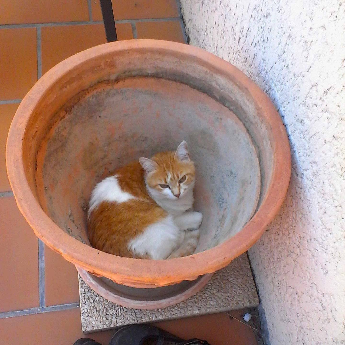 Mimine a rejoint le concours — aidez-le/la à gagner de superbes lots ! bathtub, carnivoran, cat, cat_like_mammal, kitten, plumbing_fixture, sink, small_to_medium_sized_cats, whiskers