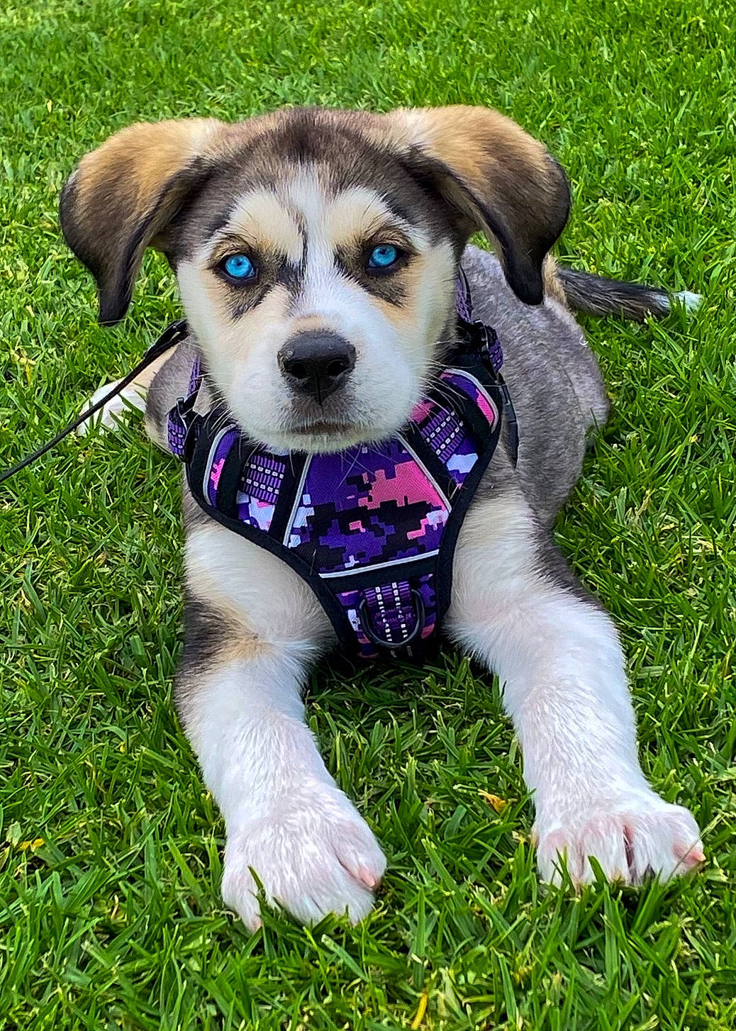 Porsha is registered to the contest to win money with this photo: beagle, canidae, carnivore, collar, companion_dog, dog, dog_breed, dog_clothes, dog_collar, dog_supply, fashion_accessory, fawn, grass, leash, plant, scent_hound, sporting_group, toy, whiskers, working_dog