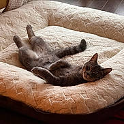 Luna participe au concours pour gagner de l'argent avec cette photo : cat, pet_bed, gray_cat, relaxed, indoor, cozy, plush, feline, sleeping, wooden_floor, comfort, cute, animal, resting, soft_texture, domestic_animal, warm_lighting, fur, quiet, peaceful