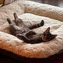 cat, pet_bed, gray_cat, relaxed, indoor, cozy, plush, feline, sleeping, wooden_floor, comfort, cute, animal, resting, soft_texture, domestic_animal, warm_lighting, fur, quiet, peaceful