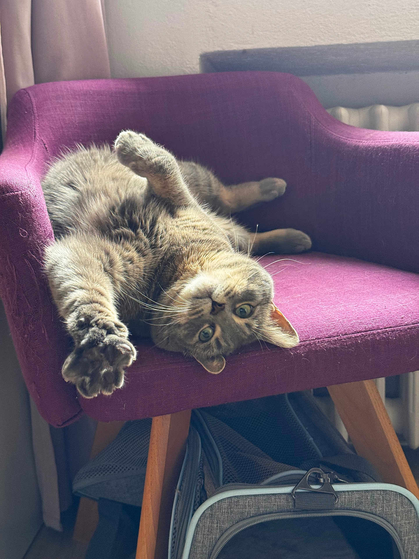 Luna a rejoint le concours — aidez-le/la à gagner de superbes lots ! cat, tabby_cat, purple_chair, furniture, indoor, pet_carrier, stretching, relaxed, paw, upside_down, cozy, home, wooden_legs, curtain, radiator, natural_light, cute, feline, resting, playful
