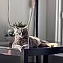Luna a rejoint le concours — aidez-le/la à gagner de superbes lots ! cat, gray_cat, table, sunlight, indoor, plant, disco_ball, relaxed, feline, pet, home_decor, window_light, resting, animal, fur, whiskers, cozy, shadow, black_table, peaceful