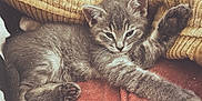 Luna a rejoint le concours — aidez-le/la à gagner de superbes lots ! kitten, cat, gray_fur, paw, stretching, blanket, knitted_blanket, cushion, cozy, sleepy, relaxed, indoor, pet, animal, fur, whiskers, closeup, resting, cute, young_cat