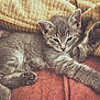kitten, cat, gray_fur, paw, stretching, blanket, knitted_blanket, cushion, cozy, sleepy, relaxed, indoor, pet, animal, fur, whiskers, closeup, resting, cute, young_cat