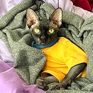 Titan is registered to the contest to win money with this photo: cat, sphynx_cat, pet, blanket, sweater, yellow, bed, cozy, indoor, eyes, ears, paws, collar, wrinkled_skin, portrait, relaxed, fabric, bedding, furless, staring