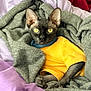 cat, sphynx_cat, pet, blanket, sweater, yellow, bed, cozy, indoor, eyes, ears, paws, collar, wrinkled_skin, portrait, relaxed, fabric, bedding, furless, staring
