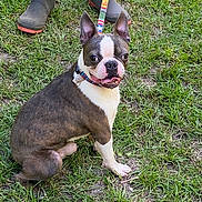 Bluey Adkins joined the competition — help win amazing prizes! animal, boots, boston_terrier, canine, collar, curious, daylight, dog, ears, fur, grass, ground, leash, muzzle, nature, outdoor, paw, pet, sitting, tongue