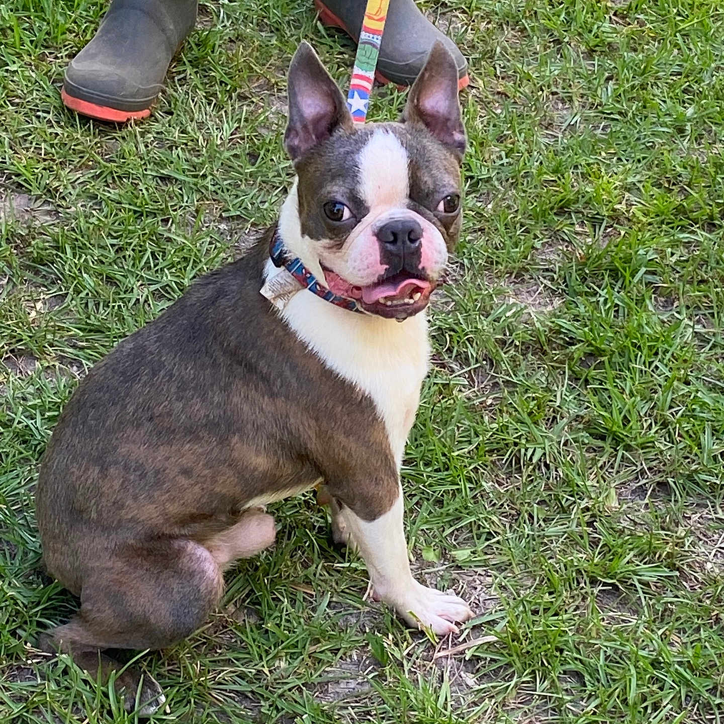 Bluey Adkins joined the competition — help win amazing prizes! animal, boots, boston_terrier, canine, collar, curious, daylight, dog, ears, fur, grass, ground, leash, muzzle, nature, outdoor, paw, pet, sitting, tongue