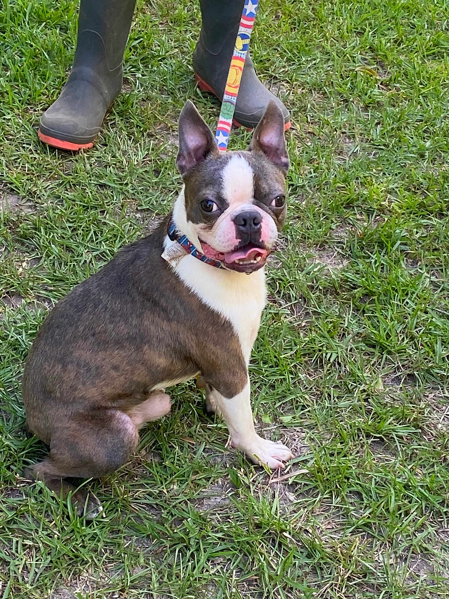 Bluey Adkins joined the competition — help win amazing prizes! animal, boots, boston_terrier, canine, collar, curious, daylight, dog, ears, fur, grass, ground, leash, muzzle, nature, outdoor, paw, pet, sitting, tongue