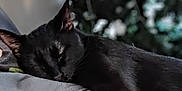 Vader is registered to the contest to win money with this photo: black_cat, sleeping, pet, cat, close_up, fur, whiskers, paw, portrait, bokeh, blurred_background, bedding, pillow, cozy, nap, domestic_animal, feline, relaxed, ear, indoor