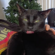 Vader is registered to the contest to win money with this photo: cat, black_cat, tongue_out, christmas_tree, pet, indoor, close_up, portrait, whiskers, ears, yellow_eyes, fur, human_hand, sofa, blanket, vertical_blinds, living_room, cozy, blurry, holding