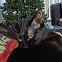 Vader joined the competition — help win amazing prizes! cat, black_cat, pet, closeup, yellow_eyes, whiskers, ear, fur, lounging, relaxed, christmas_tree, indoor, living_room, couch, sofa, blinds, holiday, striped_cloth, human_lap, cozy