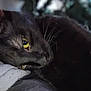 black_cat, cat, feline, pet, closeup, yellow_eyes, whiskers, fur, sleeping, resting, lying_down, indoor, bed, blanket, portrait, cozy, nose, eye_closeup, dim_light, domestic_animal