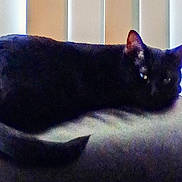 Vader is registered to the contest to win money with this photo: animal, black_cat, cat, chair, cozy, domestic_animal, ears, feline, furniture, home, indoor, mammal, pet, quiet, relaxing, resting, sleepy, tail, whiskers, window_blinds