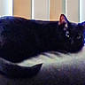 animal, black_cat, cat, chair, cozy, domestic_animal, ears, feline, furniture, home, indoor, mammal, pet, quiet, relaxing, resting, sleepy, tail, whiskers, window_blinds