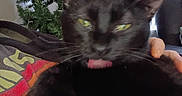 Vader joined the competition — help win amazing prizes! black_cat, blurry, cat, christmas_tree, close_up, couch, cozy, ears, eyes, fur, hand, indoor, pet, playful, portrait, sitting, tongue_out, tree, vertical_blinds, whiskers