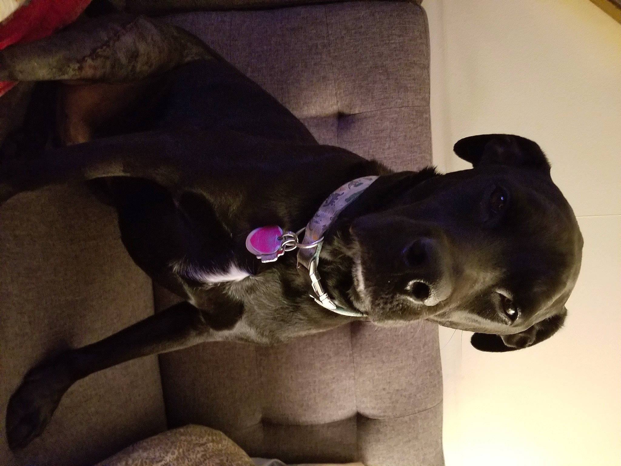 Karl joined the competition — help win amazing prizes! canidae, carnivore, collar, companion_dog, dog, dog_breed, dog_collar, ear, fashion_accessory, fawn, jaw, leash, liver, pet_supply, sculpture, snout, sporting_group, tints_and_shades, whiskers, working_animal