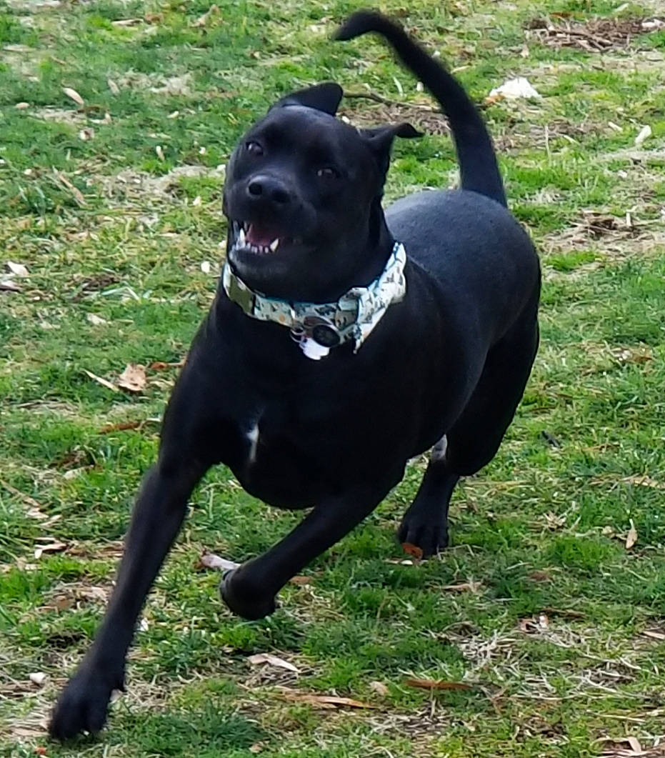 Karl joined the competition — help win amazing prizes! borador, canidae, carnivore, collar, companion_dog, dog, dog_breed, dog_collar, dog_supply, fawn, grass, mammal, pet_supply, plant, snout, sporting_group, tail, terrestrial_animal, vertebrate, working_animal