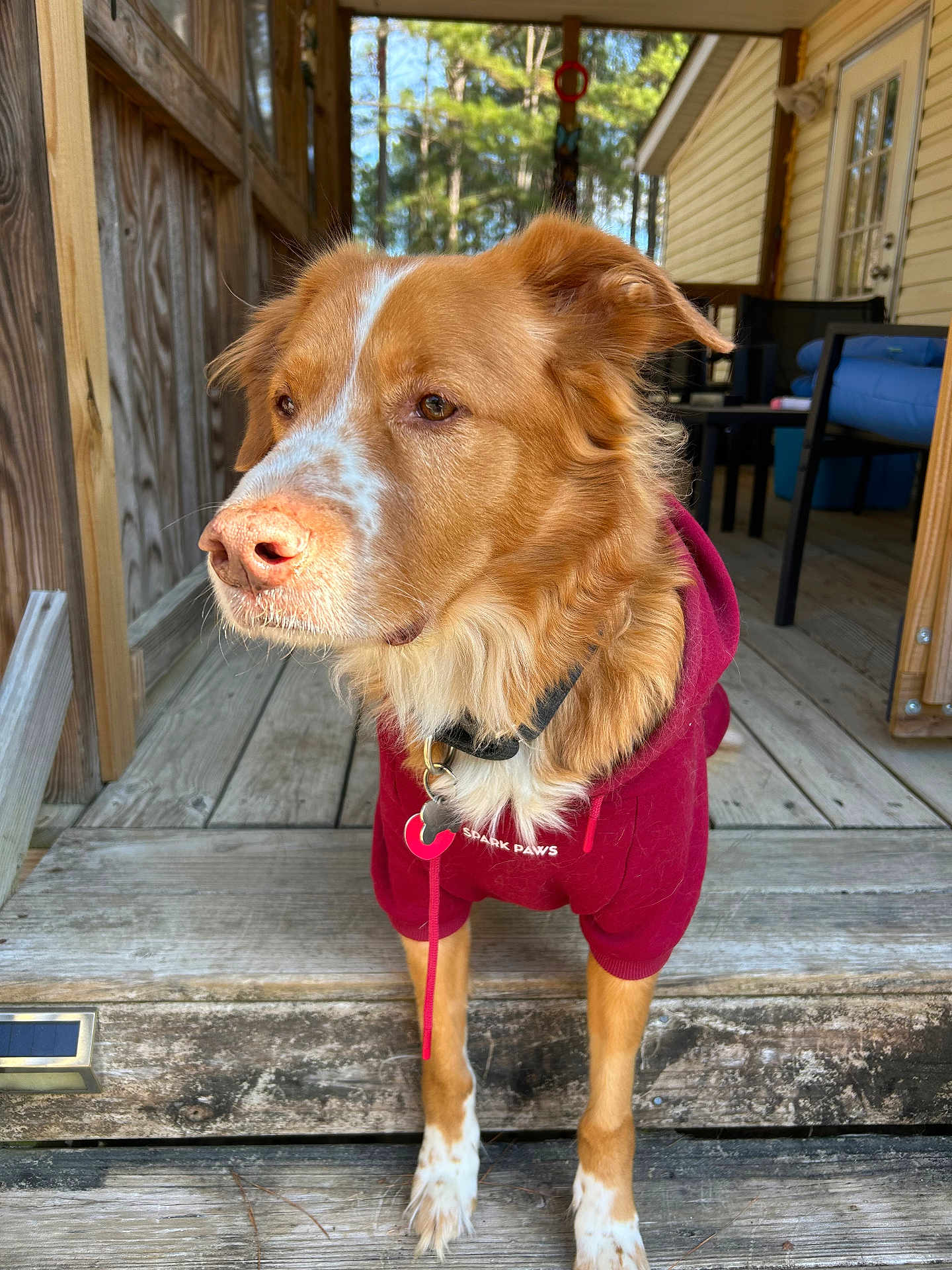 Cosmo joined the competition — help win amazing prizes! animal, brown_fur, casual, collar, daylight, dog, ears, fur, hoodie, outdoor, paws, pet, relaxed, snout, sunlight, tag, thoughtful, white_spots, wooden_floor, wooden_porch
