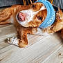 animal, brown_and_white, canine, closeup, collar, companion, cute, dog, dog_face, domestic_animal, ears_covered, flooring, furniture, headband, indoor, pet, relaxed, resting, snout, wooden_floor