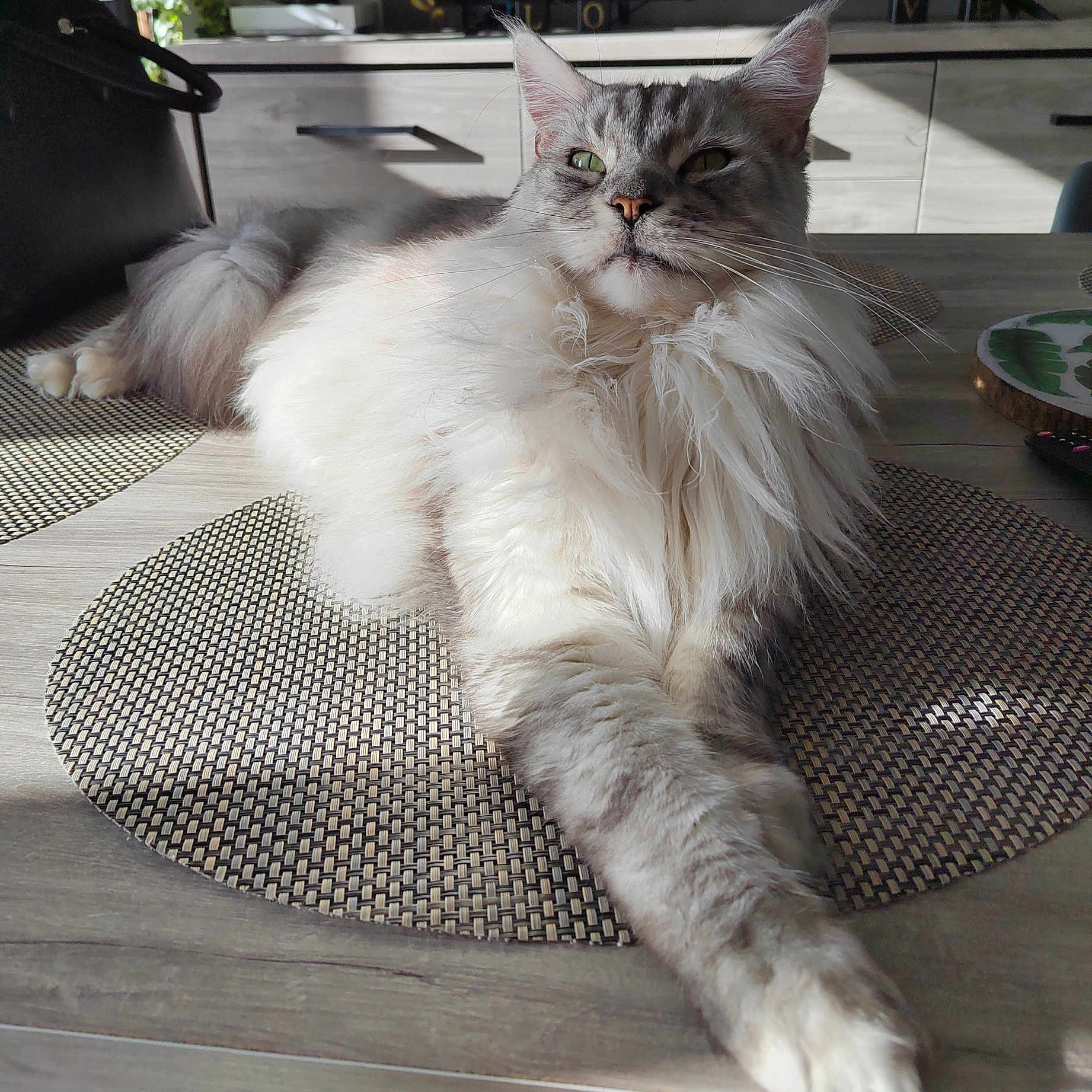 Paco participe au concours pour gagner de l'argent avec cette photo : cat, closeup, domestic_animal, ears, feline, fluffy, fur, gray, home, indoor, long_hair, paws, pet, placemat, relaxed, resting, sunlight, table, whiskers, white