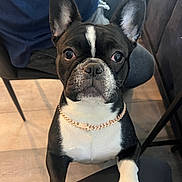 Sky joined the competition — help win amazing prizes! animal, black_and_white, canine, chain, chair, dog, domestic_animal, ear, floor, french_bulldog, furniture, indoor, looking_at_camera, nose, paw, pet, portrait, sitting, tile, whisker