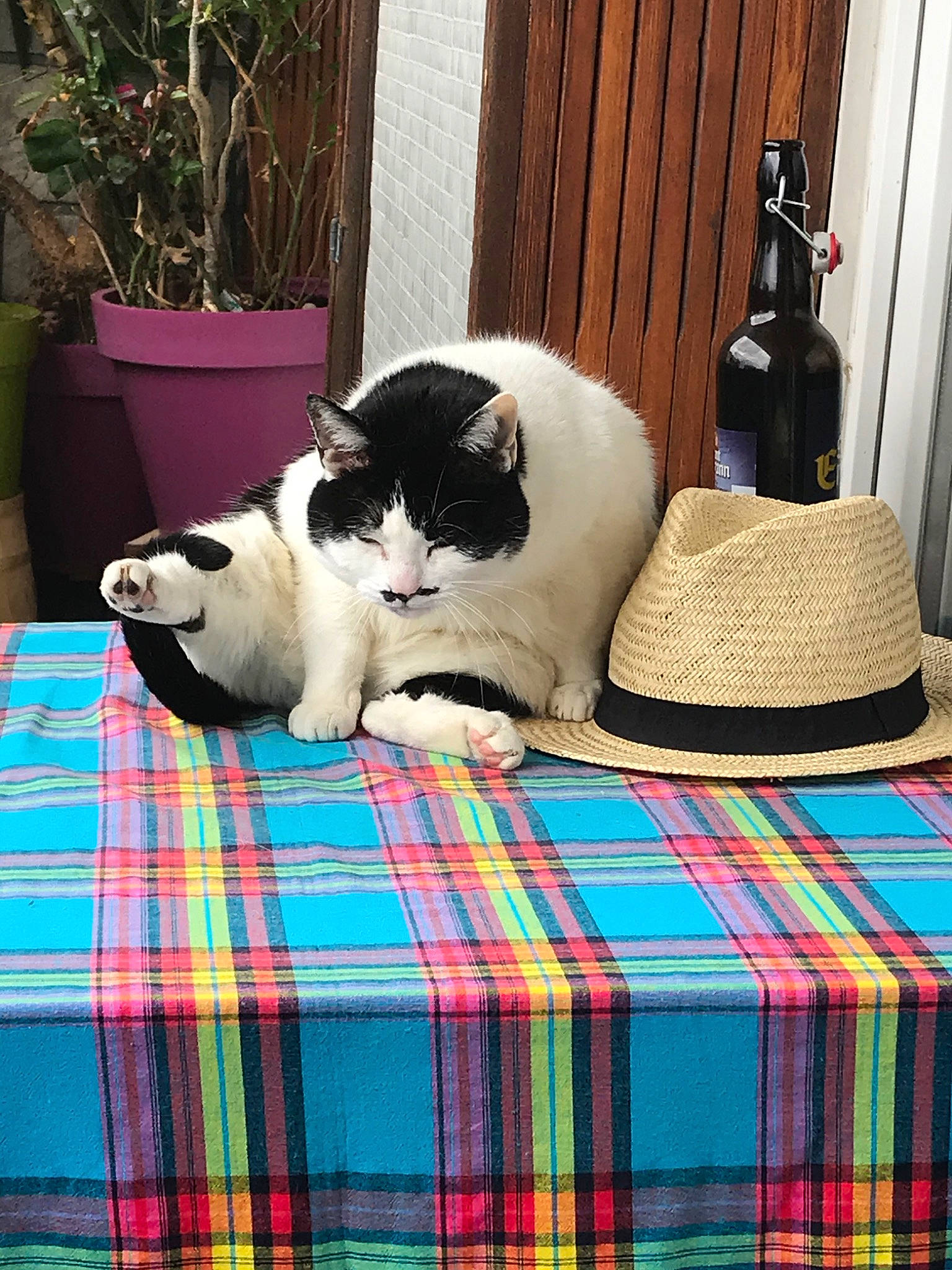 Dalia a rejoint le concours — aidez-le/la à gagner de superbes lots ! carnivore, cat, design, felidae, fur, hat, linens, pattern, plaid, small_to_medium_sized_cats, tartan, textile, whiskers