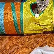Bella joined the competition — help win amazing prizes! kitten, cat, play_tunnel, colorful, yellow, orange, blue, green, wooden_floor, pet, indoor, curious, small, animal, feline, toy, playful, looking, young, paw