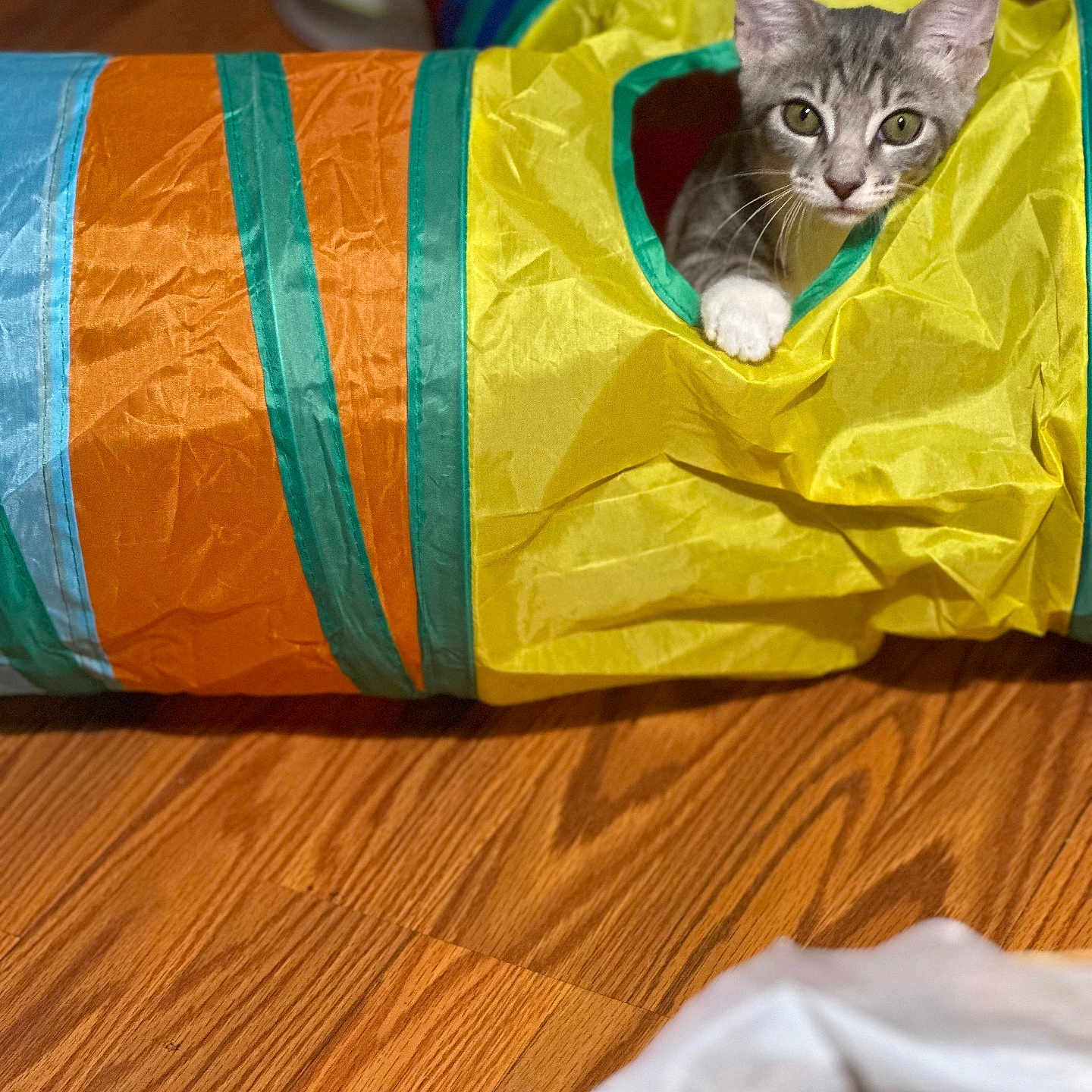 Bella joined the competition — help win amazing prizes! animal, blue, cat, colorful, curious, feline, green, indoor, kitten, looking, orange, paw, pet, play_tunnel, playful, small, toy, wooden_floor, yellow, young