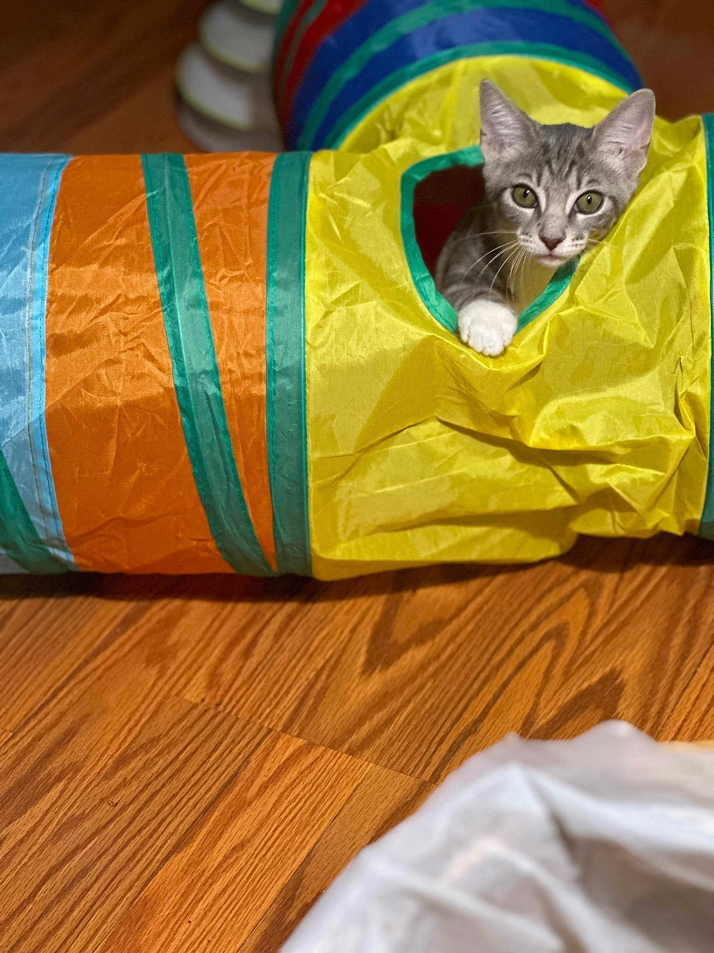 Bella joined the competition — help win amazing prizes! kitten, cat, play_tunnel, colorful, yellow, orange, blue, green, wooden_floor, pet, indoor, curious, small, animal, feline, toy, playful, looking, young, paw