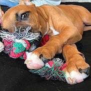 Chyna joined the competition — help win amazing prizes! boerboel, boxer, bulldog, bullmastiff, canidae, carnivore, dog, dog_breed, fawn, french_bulldog, mammal, non_sporting_group, old_english_bulldog, olde_english_bulldogge, paw, puppy, rhodesian_ridgeback, snout