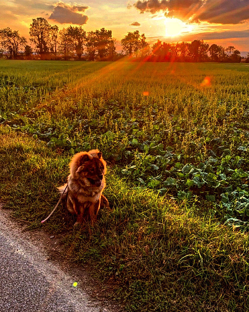 Robine participe au concours pour gagner de l'argent avec cette photo : canidae, cloud, dog, field, golden_retriever, grass, grass_family, morning, natural_landscape, nature, nova_scotia_duck_tolling_retriever, rural_area, sky, sporting_group, spring, sunlight, sunrise, sunset, tree, wildlife