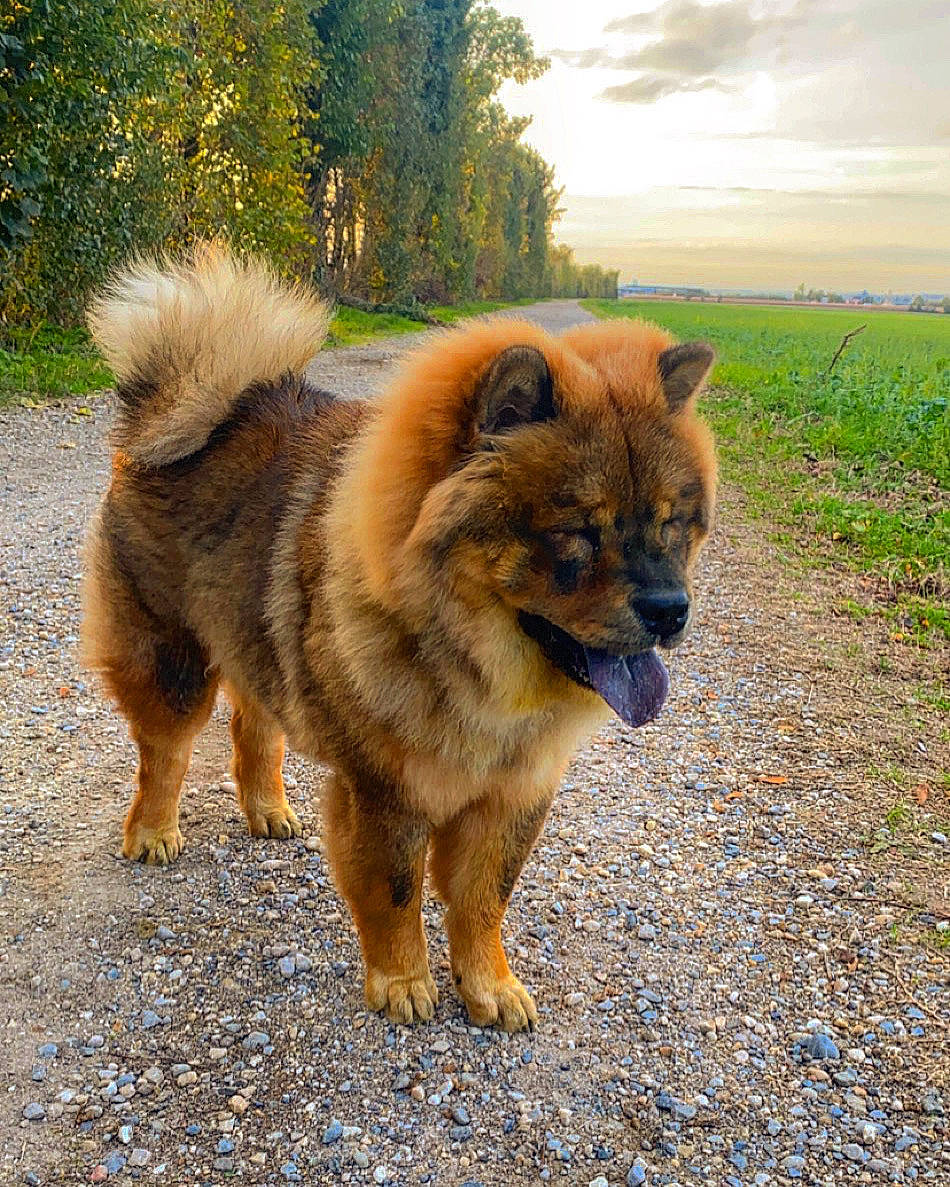 Robine participe au concours pour gagner de l'argent avec cette photo : ancient_dog_breeds, canidae, carnivore, chow_chow, companion_dog, dog, dog_breed, eurasier, fawn, german_spitz, german_spitz_klein, german_spitz_mittel, mammal, non_sporting_group, sporting_group, vertebrate