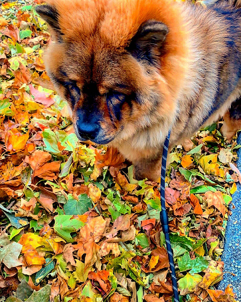 Robine a rejoint le concours — aidez-le/la à gagner de superbes lots ! autumn, canidae, carnivore, dog, dog_breed, eurasier, fawn, german_spitz, leaf, mammal, plant, pomeranian, puppy, spitz, wildlife