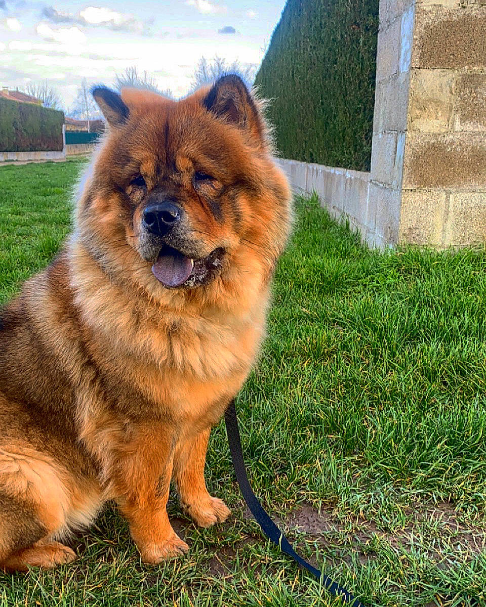 Robine participe au concours pour gagner de l'argent avec cette photo : ancient_dog_breeds, canidae, carnivore, cloud, collar, companion_dog, dog, dog_breed, fawn, fur, grass, non_sporting_group, plant, sky, snout, sporting_group, terrestrial_animal, working_animal, working_dog