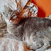 Chraile joined the competition — help win amazing prizes! blanket, cat, closeup, cozy, domestic_cat, feline, fur, gray_cat, heterochromia, indoor, lying_down, pet, pillow, relaxed, resting, sheet, soft_texture, tabby, two_eyes, whiskers