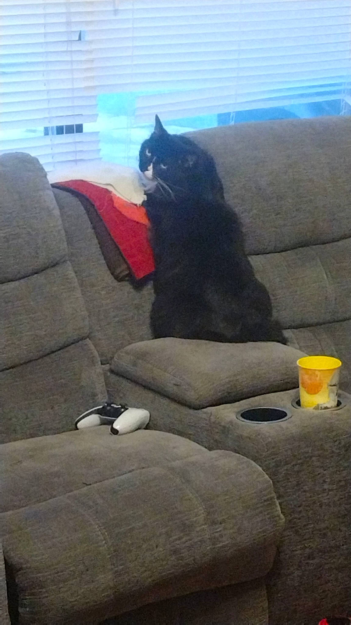 Marley joined the competition — help win amazing prizes! black_cat, carnivore, cat, comfort, couch, domestic_short_haired_cat, felidae, flooring, fur, grey, human_leg, living_room, sitting, small_to_medium_sized_cats, studio_couch, tail, terrestrial_animal, tints_and_shades, whiskers, window