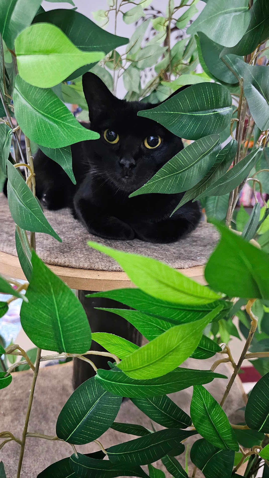 Zoe joined the competition — help win amazing prizes! cat, black_cat, feline, pet, eyes, whiskers, peeking, hiding, green_leaves, fake_plant, foliage, cat_tree, perch, indoor, portrait, closeup, curious, cozy, sitting, wooden_platform