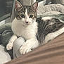 Heiwa participe au concours pour gagner de l'argent avec cette photo : blanket, cat, comfort, cozy, curious, curtain, cute, domestic_animal, feline, indoor, kitten, paw, pet, resting, sock, soft_fur, tabby, white_fur, window, young_cat