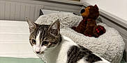 Heiwa participe au concours pour gagner de l'argent avec cette photo : animal, bed, bedspread, cat, cozy, curious, domestic_cat, feline, furniture, furry, home_interior, indoor, pet, plush_toy, resting_place, sleeping_bed, soft_texture, tabby_cat, teddy_bear, white_fur