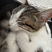 Heiwa participe au concours pour gagner de l'argent avec cette photo : animal, cat, close_up, companion, cozy, cute, domestic_cat, ears, fluffy_blanket, fur, indoor, mammal, peaceful, pet, relaxing, resting, sleeping, tabby, whiskers, white_fur