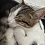 animal, cat, close_up, companion, cozy, cute, domestic_cat, ears, fluffy_blanket, fur, indoor, mammal, peaceful, pet, relaxing, resting, sleeping, tabby, whiskers, white_fur